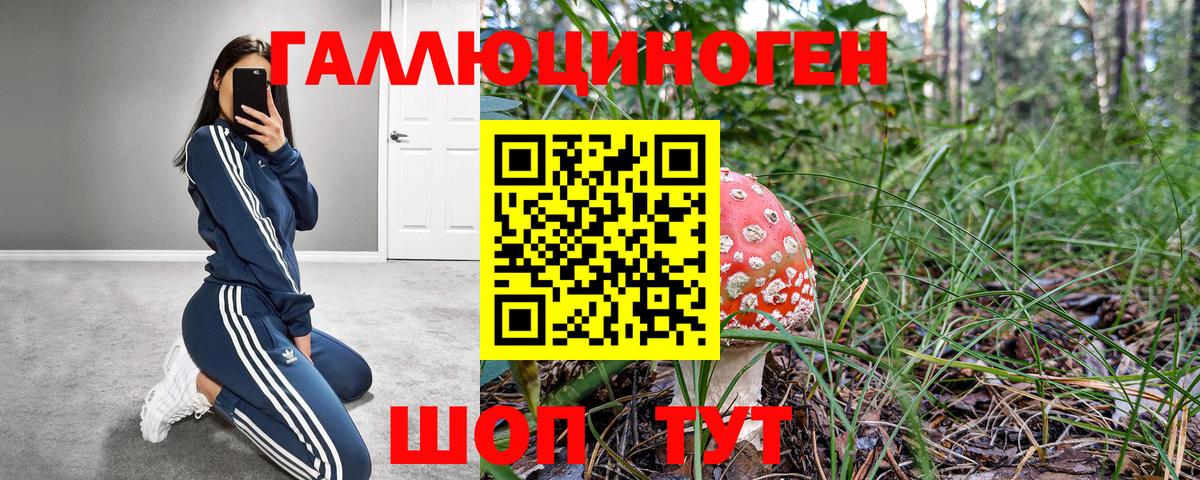 Псилоцибиновые грибы Psilocybine cubensis Барнаул